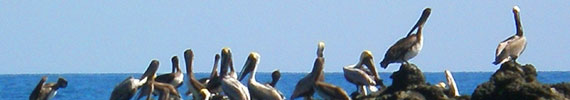 <img src="http://www.shuttlebuscr.com/sites/default/files/shuttle_bus_logo.png" />